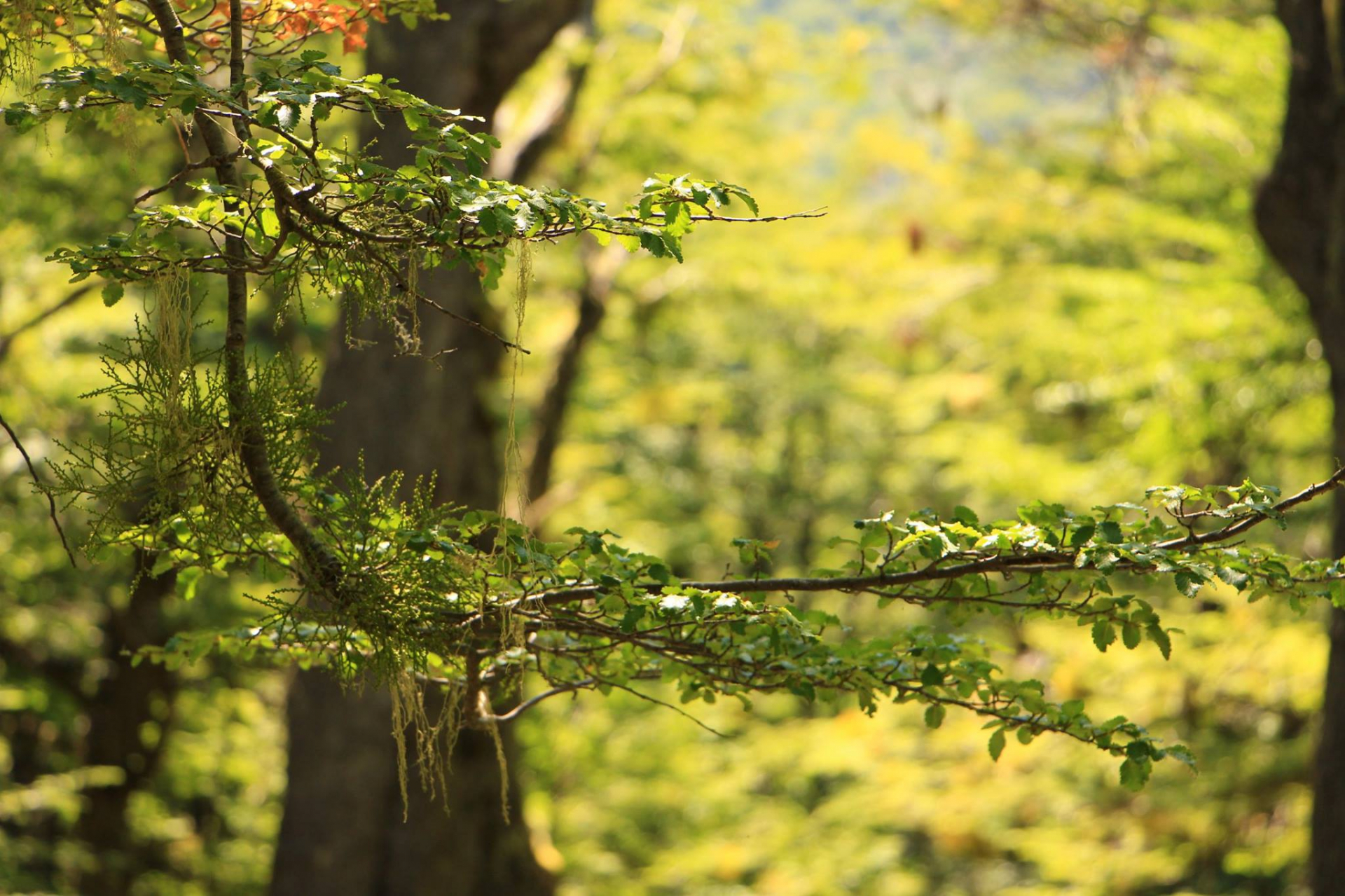 21 de marzo: Día Internacional de los Bosques